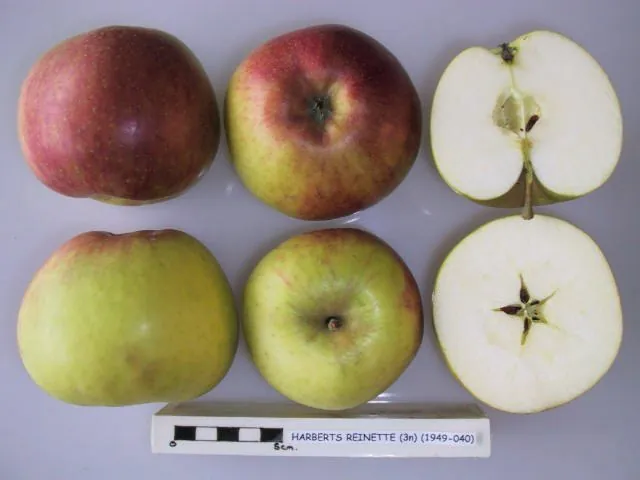 Harberts Reinette, photo 1