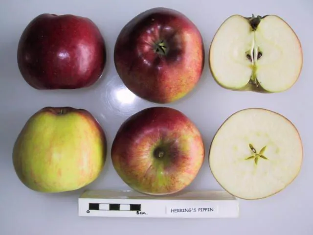 Herring's Pippin fruit