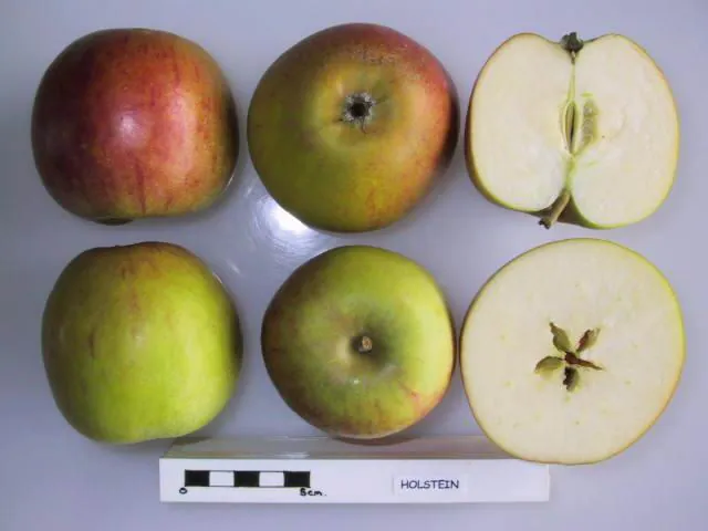 Holstein, photo 1