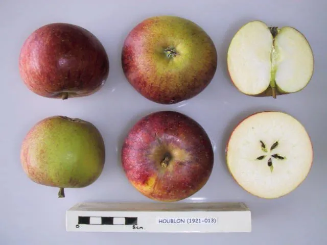 Houblon fruit