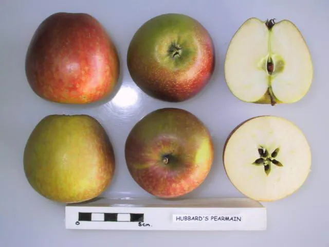 Hubbard's Pearmain, photo 1