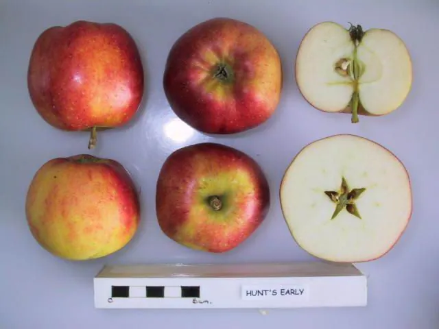 Hunt's Early fruit