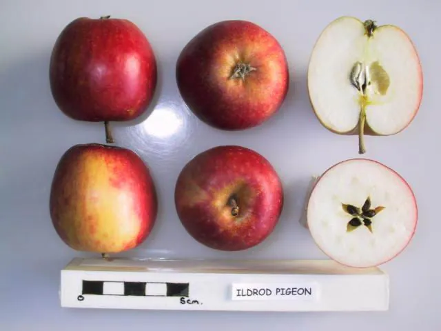 Ildrod Pigeon fruit