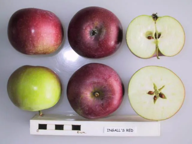 Ingall's Red, photo 1