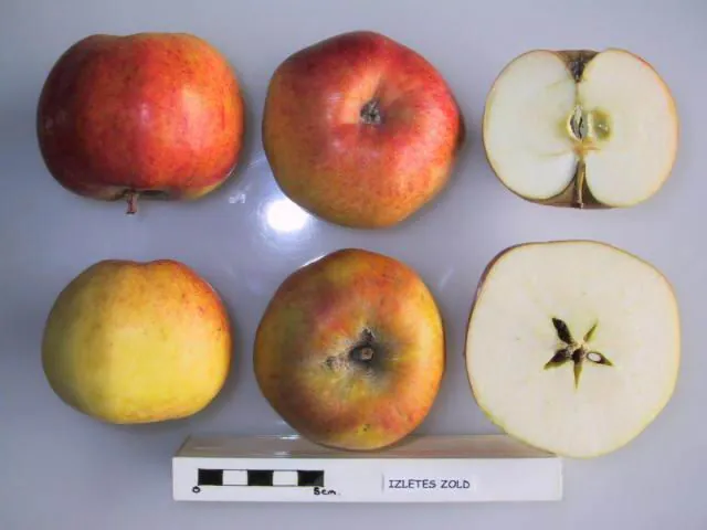 Izletes Zold, photo 1