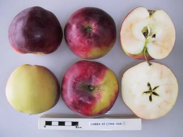 Jamba 69, photo 1