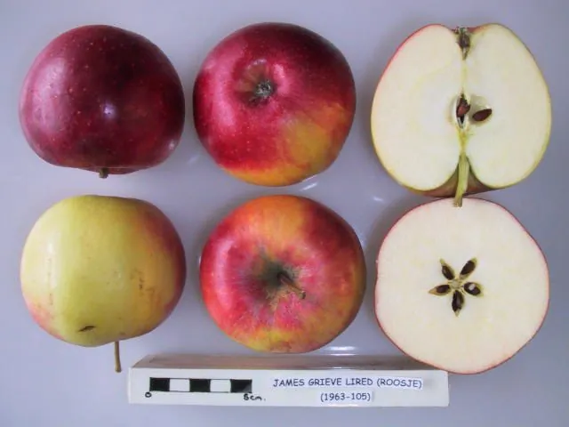 James Grieve Lired, photo 1