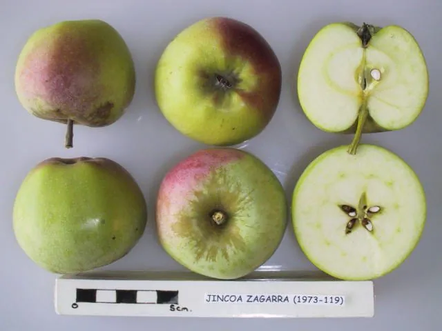 Jincoa Zagarra, photo 1