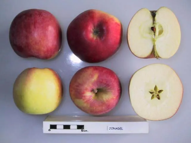 Jonadel, photo 1