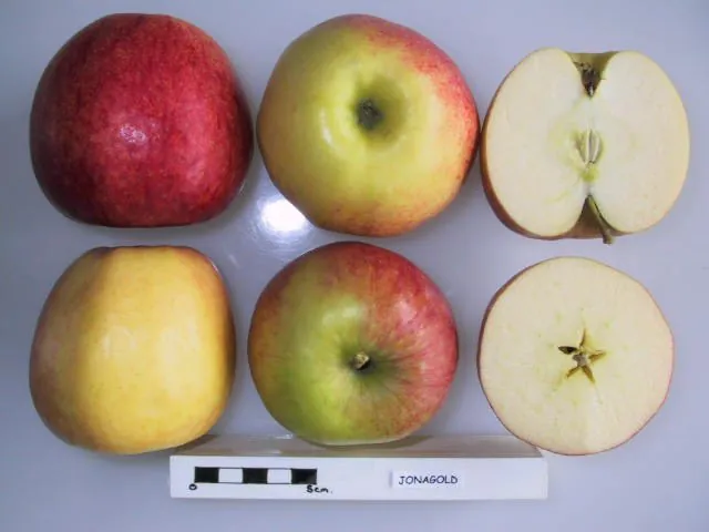 Jonagold fruit