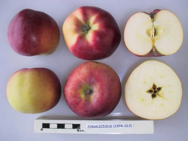 Jonalicious, photo 1