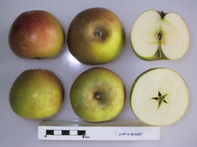Jupp's Russet A, photo 1