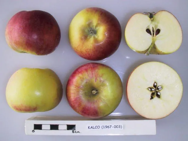 Kalco, photo 1