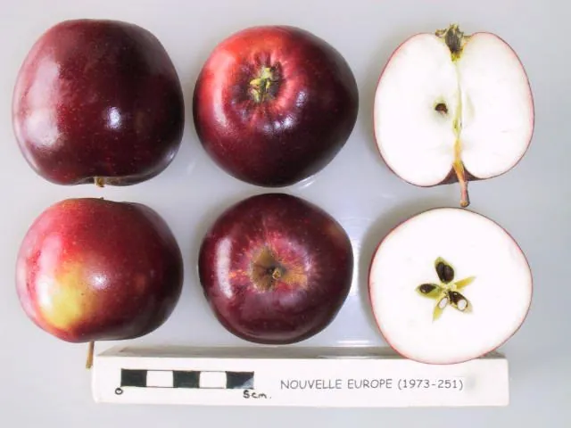 Kansas Queen, photo 1