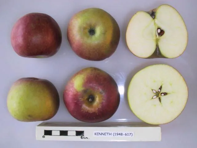 Kenneth, photo 1