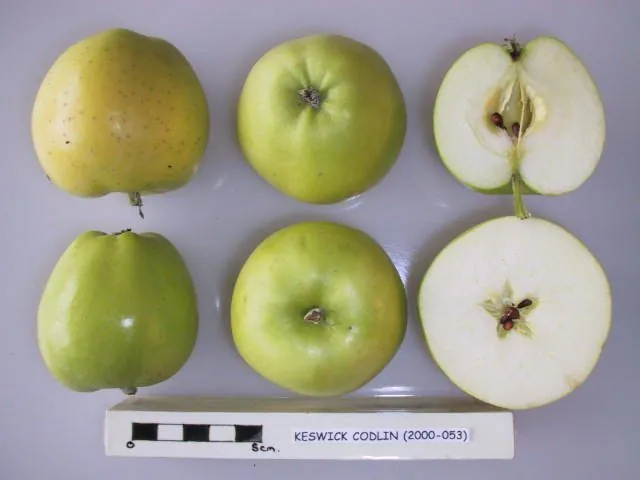 Keswick Codlin, photo 1