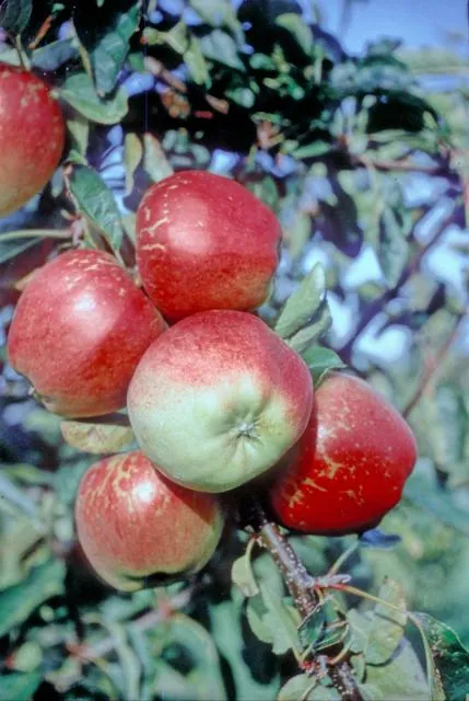 Kidd's Orange Red fruit