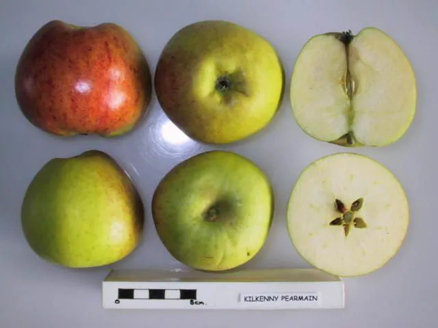 Kilkenny Pearmain, photo 1
