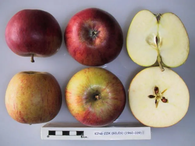 King Cox, photo 1