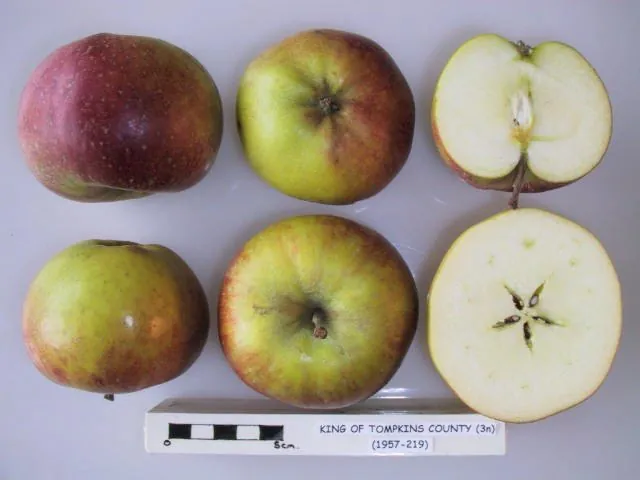 King of Tompkins County, photo 1