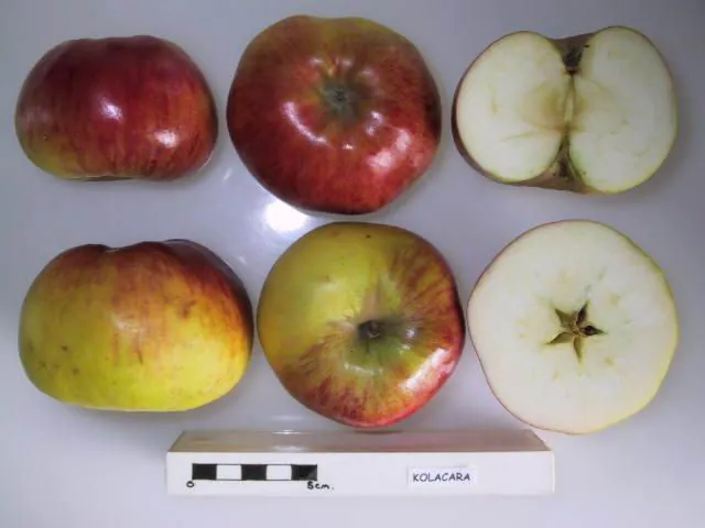 Kolacara, photo 1