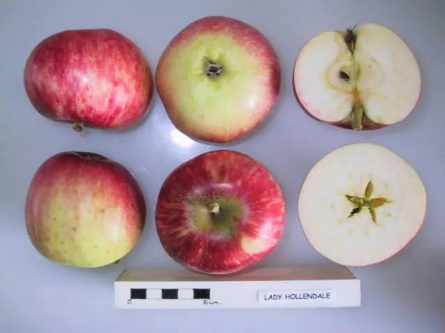 Lady Hollendale, photo 1