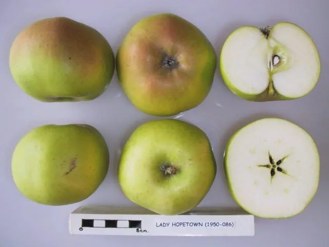 Lady Hopetown, photo 1