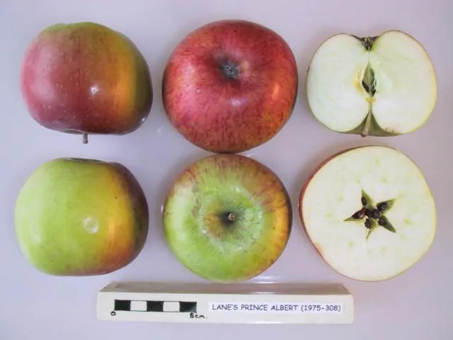 Lane's Prince Albert, photo 1