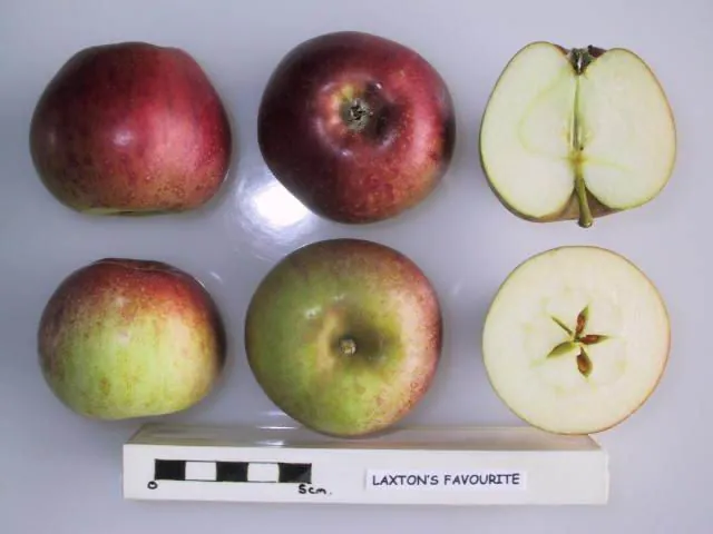 Laxton's Favourite, photo 1