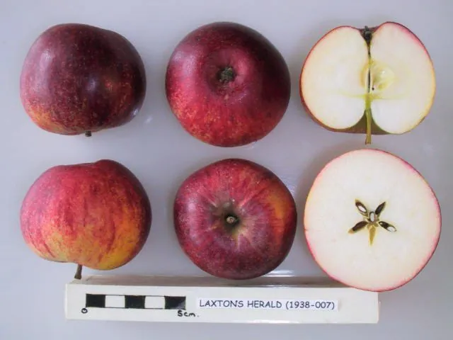 Laxton's Herald, photo 1
