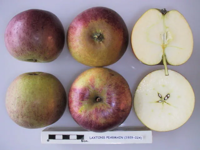 Laxton's Pearmain, photo 1