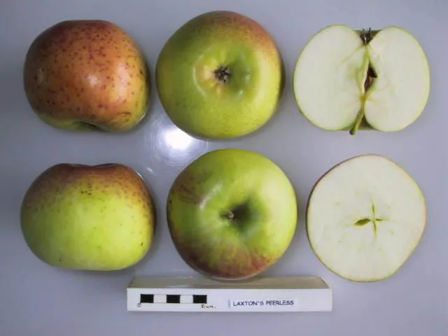 Laxton's Peerless fruit