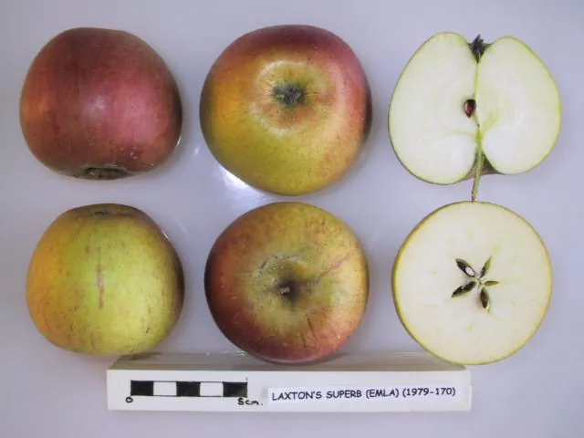 Laxton's Superb, photo 1