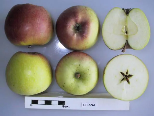 Legana, photo 1