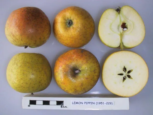 Lemon Pippin, photo 1