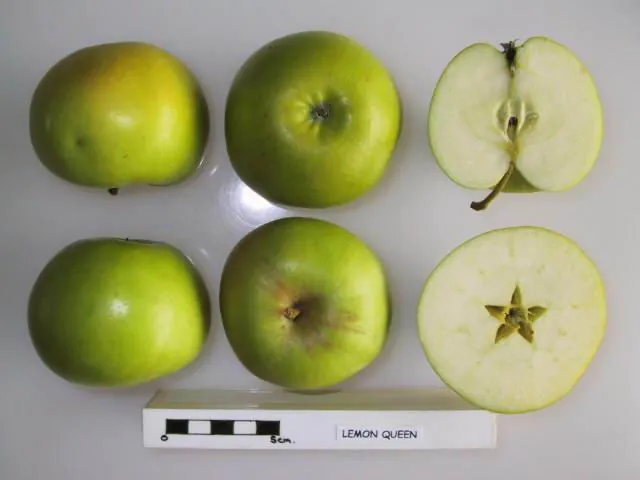 Lemon Queen, photo 1