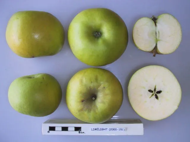 Limelight, photo 1