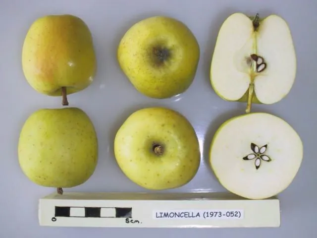 Limoncella, photo 1