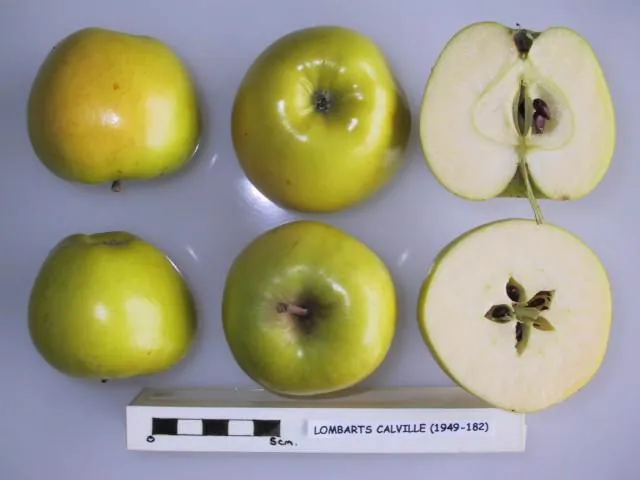Lombarts Calville, photo 1