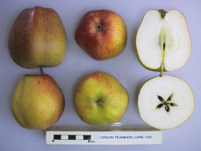 London Pearmain, photo 1