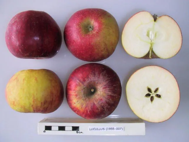 Lucullus, photo 1