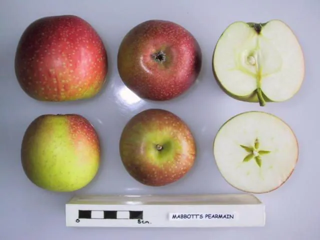 Mabbott's Pearmain fruit