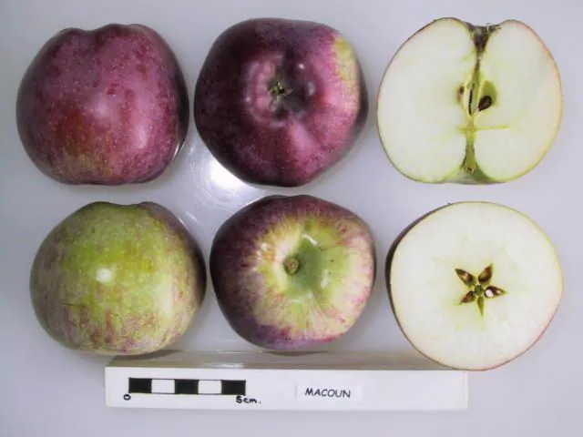 Macoun, photo 1