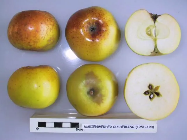 Marienwerder Gulderling, photo 1