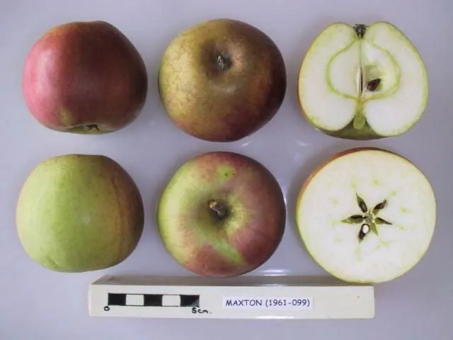 Maxton, photo 1