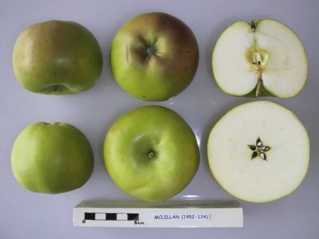 McLellan, photo 1