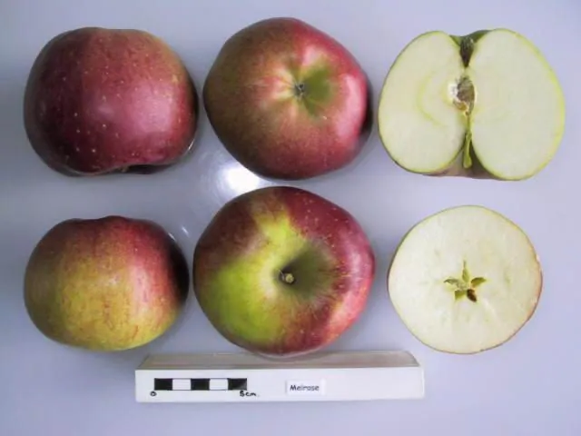 Melrose (2) fruit