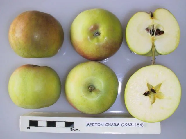 Merton Charm, photo 1