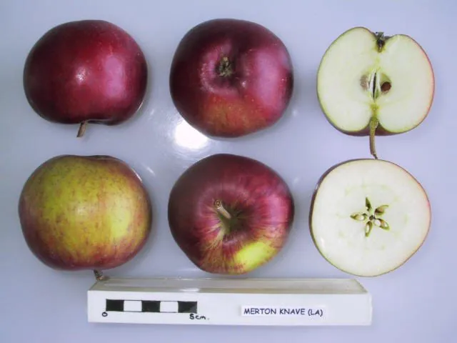Merton Knave fruit