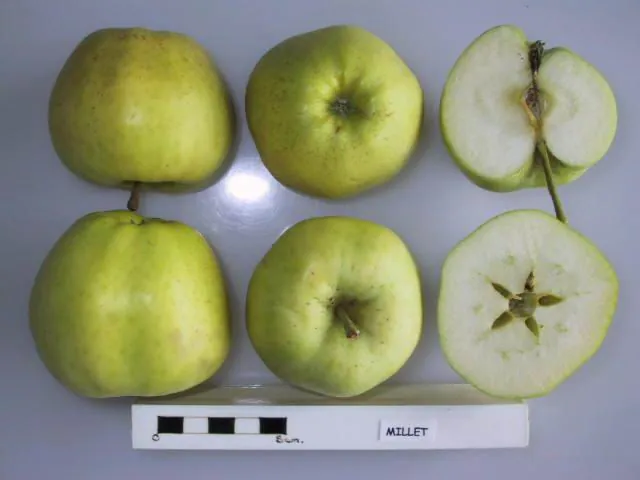 Millet, photo 1
